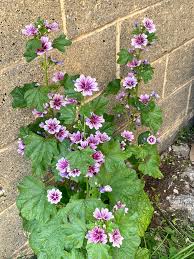 Image result for Malva sylvestris var. mauritiana