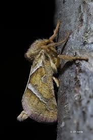 Attēlu rezultāti vaicājumam “Hepialus sylvina female”