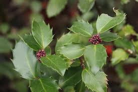 Attēlu rezultāti vaicājumam “Ilex x meserveae”