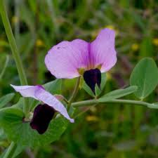 Attēlu rezultāti vaicājumam “Pisum sativum flower”
