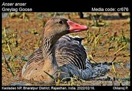 Attēlu rezultāti vaicājumam “Anser anser”