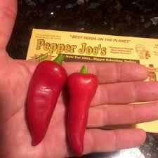 Afbeeldingsresultaat voor jalapeno early hot pepper
