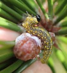 Attēlu rezultāti vaicājumam “Phronia sp. larva”