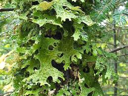 Attēlu rezultāti vaicājumam “Lobaria pulmonaria”