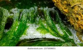 Attēlu rezultāti vaicājumam “Enteromorpha sp.”