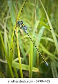 Attēlu rezultāti vaicājumam “Lestes virens”