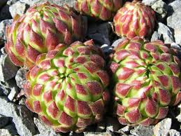 Attēlu rezultāti vaicājumam “Jovibarba globifera flower”