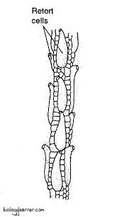 Attēlu rezultāti vaicājumam “Sphagnum sporophyte”
