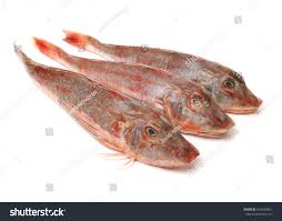 Image result for Chelidonichthys cuculus