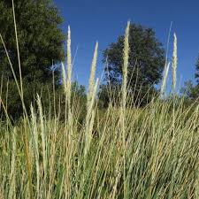 Attēlu rezultāti vaicājumam “Ammophila arenaria”