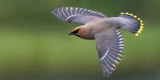 Attēlu rezultāti vaicājumam “Bombycilla garrulus adult”