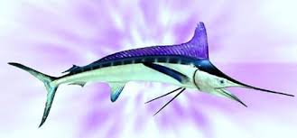 Image result for Kajikia albida