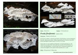 Attēlu rezultāti vaicājumam “Postia floriformis”