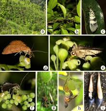 Attēlu rezultāti vaicājumam “Capsus ater imago”