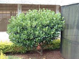 Attēlu rezultāti vaicājumam “Clusiaceae”