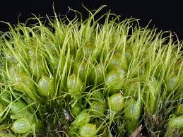 Attēlu rezultāti vaicājumam “Pleuridium subulatum”