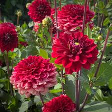 Image result for Dahlia `Red Skin`