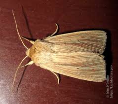 Attēlu rezultāti vaicājumam “Mythimna impura”