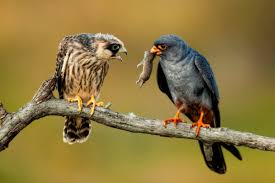 Attēlu rezultāti vaicājumam “Falco vespertinus adult”