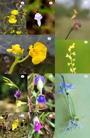 Image result for Utricularia
