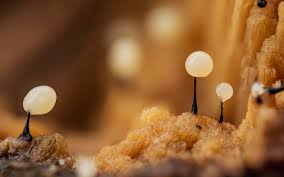 Attēlu rezultāti vaicājumam “Comatricha meandrispora macro”