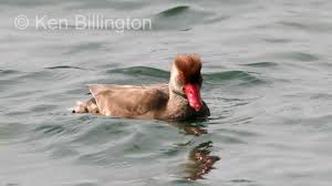 Image result for Netta rufina