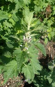 Attēlu rezultāti vaicājumam “Leonurus quinquelobatus leaf”