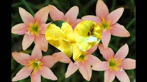 Attēlu rezultāti vaicājumam “Amarillidaceae”