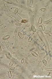 Attēlu rezultāti vaicājumam “Lentaria”