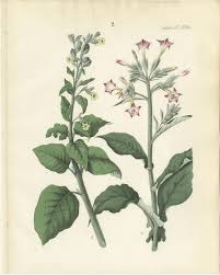 Attēlu rezultāti vaicājumam “Nicotiana tabacum”