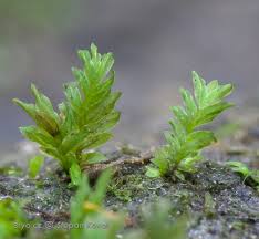 Attēlu rezultāti vaicājumam “Fissidens gracilifolius”