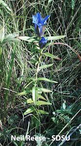 Attēlu rezultāti vaicājumam “Gentianaceae”