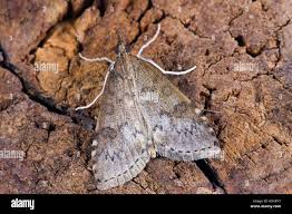 Attēlu rezultāti vaicājumam “Udea prunalis”