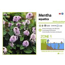 Attēlu rezultāti vaicājumam “Mentha aquatica”