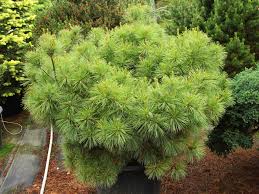 Attēlu rezultāti vaicājumam “Pinus strobus”