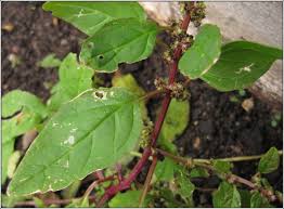 Attēlu rezultāti vaicājumam “Chenopodium polyspermum leaf”
