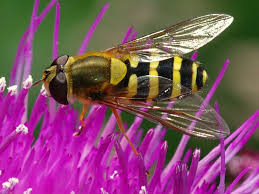 Attēlu rezultāti vaicājumam “Syrphus sp.”