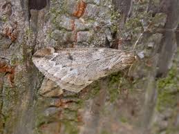 Attēlu rezultāti vaicājumam “Alsophila aescularia”