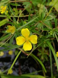 Attēlu rezultāti vaicājumam “Potentilla erecta flower”