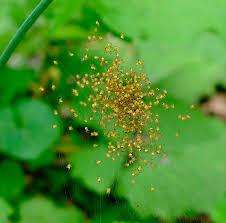Attēlu rezultāti vaicājumam “Araneus diadematus juvenile”