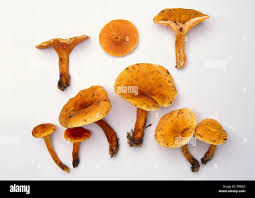 Attēlu rezultāti vaicājumam “Hygrophoropsis aurantiaca”