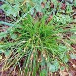 Attēlu rezultāti vaicājumam “Carex digitata fruit”