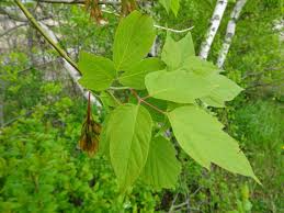 Attēlu rezultāti vaicājumam “Acer negundo”