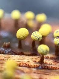 Attēlu rezultāti vaicājumam “Physarum sulphureum macro”