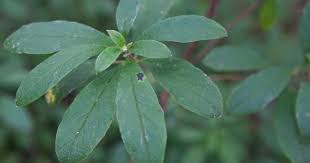 Attēlu rezultāti vaicājumam “Menziesia ferruginea”