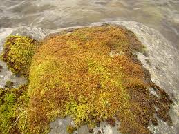 Attēlu rezultāti vaicājumam “Pterigynandrum filiforme”