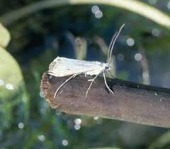 Attēlu rezultāti vaicājumam “Cataclysta lemnata”