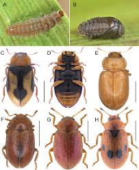Attēlu rezultāti vaicājumam “Ptinus sp. female”