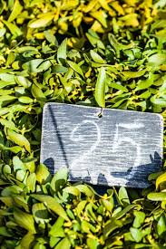 Attēlu rezultāti vaicājumam “Viscum album leaf”