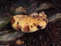 Attēlu rezultāti vaicājumam “Buglossoporus quercinus”